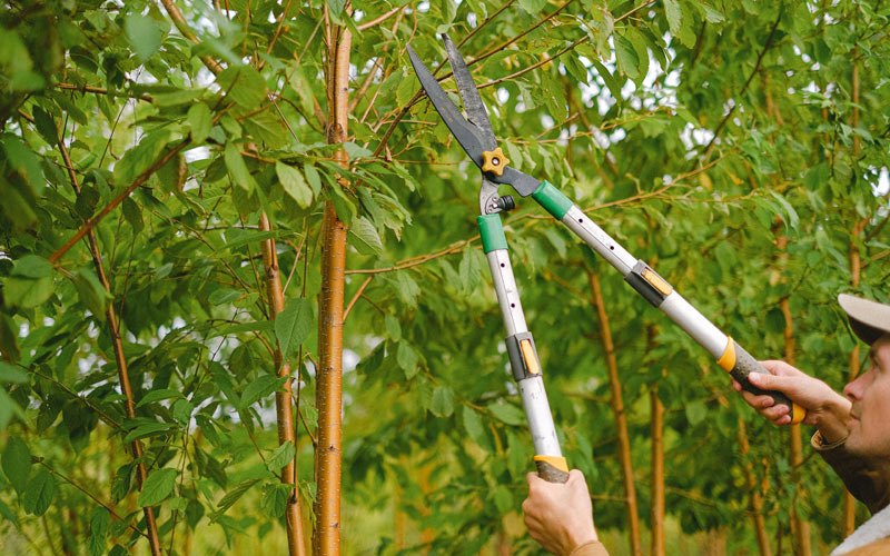 Tree trimming in Rapid City, MI