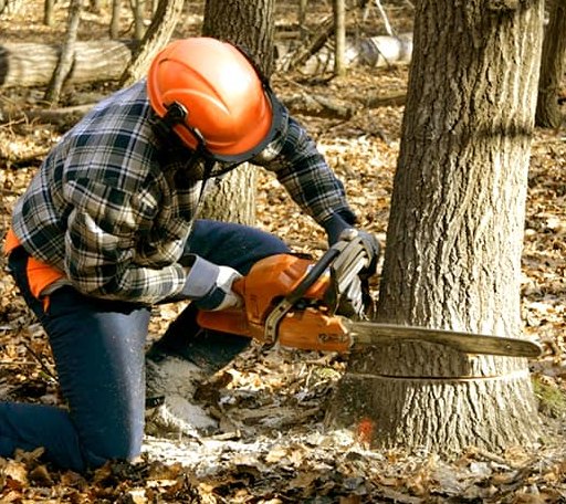 Tree Removal in Rapid City, MI